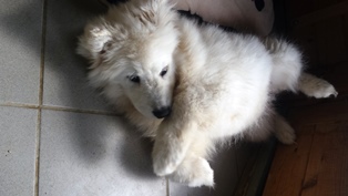 pension familiale pour chien Orchamps